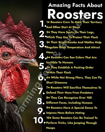 Amazing Facts about Roosters #chickenFacts #roosters #FarmLifeGoals | Farming Tech& Business
