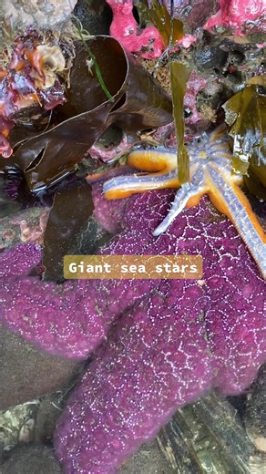 Exploring the Diversity of Sea Stars: An Intertidal Adventure