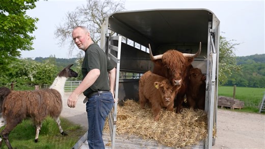 222K views · 8.3K reactions | Farmer Rob is on cloud nine as he takes our Highland cow Lady, with her twins Robert and Bruce, out to grass for the first time this year. And it all went swimmingly, until Elvis our llama escaped. | Cannon Hall Farm | Facebook