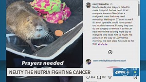 Neuty the Nutria Battles 'Aggressive' Cancer in Louisiana
