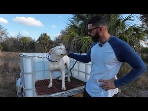 How to Build a DIY Dog Wash Station: Easy Start To Finish