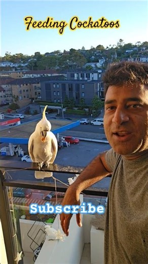 Feeding Cockatoos… But No Selfie Allowed! 🤪 #birds #cockatoo #fun #selfie