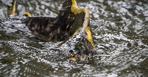 This spawning salmon has made it this far by the skin of its teeth