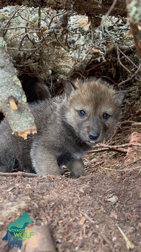 The pups of the Cranberry Bay Pack in a remote area of Voyageurs National Park. The den included a large area at the base of a large balsam fir that was surrounded on one side by really thick deadfall…which makes for a pretty impenetrable den.We tagged, weighed, and sexed all 6 of the pack's pups, and will use trail cameras for the remainder of the summer, fall, and winter to understand how many of these pups survive.To do that work, we need your help. Our trail camera research—and all the cool 