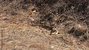 Snakes Pair Mating 1