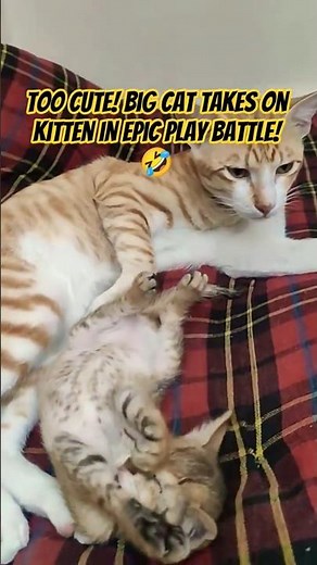 Hilarious Cat vs Kitten 1 on 1 Playtime Showdown! #catlovers