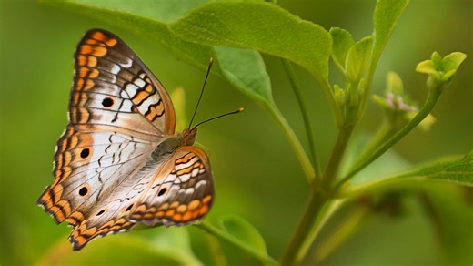 Want to bring butterflies to your yard? Garden tour features Florida native plants