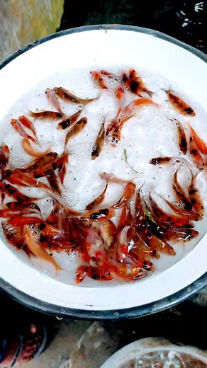 Color fish,comet baby fish | Anamul Fish Farm