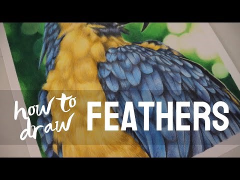 HOW TO DRAW FEATHERS WITH COLORED PENCILS