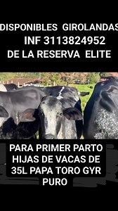 92K views · 1.7K reactions | DISPONIBLES $14.000.000 PURA GENETICA...