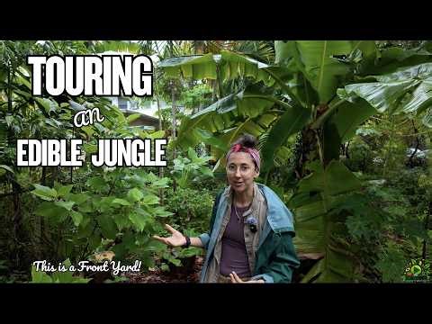 Inside a Florida Front Yard Food Forest! (Native & Edible Plants)