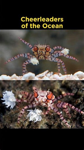 Pom-pom Crab