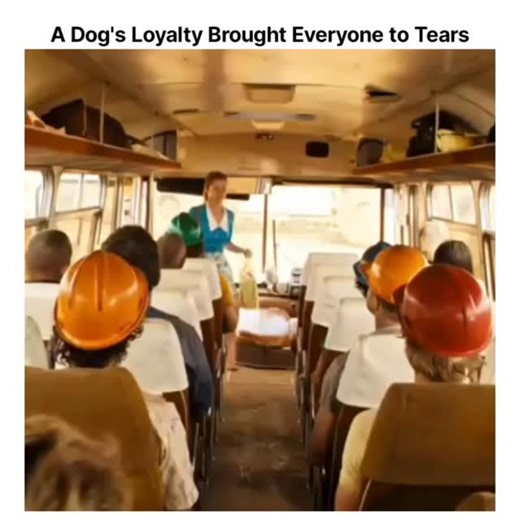 🎥_ENGLISH_MOVES..🎬 on Instagram: "A Dog's Loyalty Brought Everyone to Tears 🐶😭 ​Director: Kriv Stenders ​Genre: Biographical drama, Comedy ​Runtime: 1 hour 32 minutes ​Language: English ​Release date: 2011 ​Cast: Josh Lucas, Rachael Taylor, Rohan Nichol, Luke Ford, Kristen Pedrotti, Noah Taylor, Loene Carmen, Arthur Angel ​Plot summary: The story is based on the legendary true story of Red Dog, a beloved kelpie who wandered the Australian outback and was adopted by a mining community in Damp
