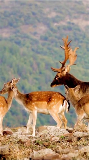 Elk Mating Behavior: Beautiful Moments in the Wild