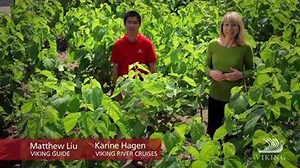 The story of silk | Viking