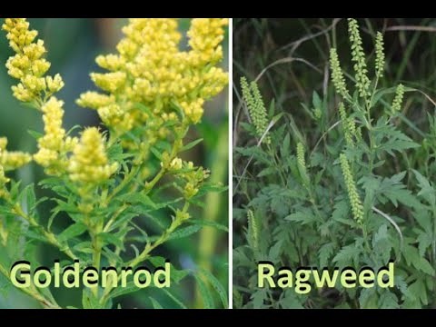 Goldenrod Vs. Ragweed - What's the difference?