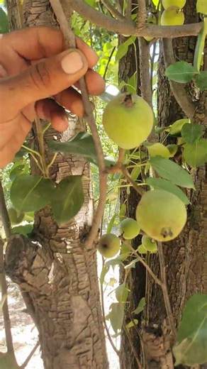 pear thinning simple guide#pruning#pear#farming#satisfying#shorts
