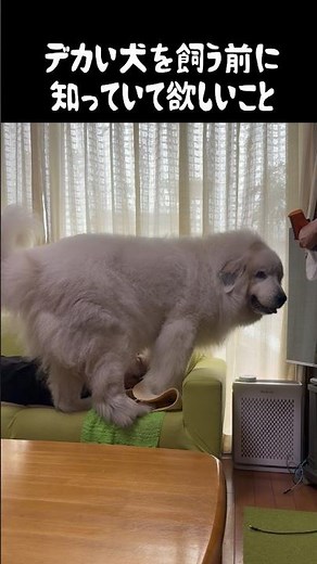 Things you should know before getting a large dog #greatpyrenees #healing #life with a large dog ...