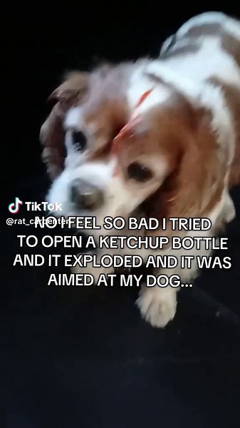 dw we washed her after 😭 #dog #funny #ketchup