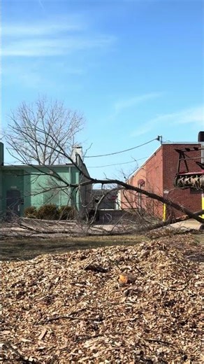 Tree vs Machine Making room for Pollinator’s #deadtree #bees #butterflies