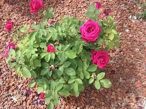 Chrysler Imperial Rose (Hybrid Tea)