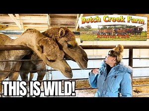 Visiting An Amish Animal Farm... I Was NOT Expecting This! Dutch Creek Farm