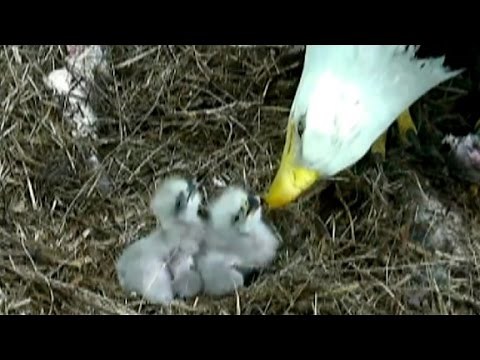 Baby bald eagles hatch in Washington