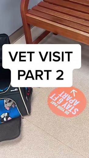 Cat Eye Problems - Watery Eyes | VET VISIT PART 2