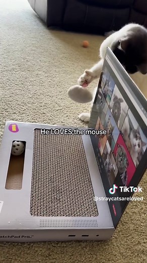 Cat Loves Laptop: Cute and Funny Moments 🐱🖥️