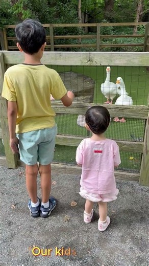Queens Zoo - Petting Zoo and Traditional Zoo🦙