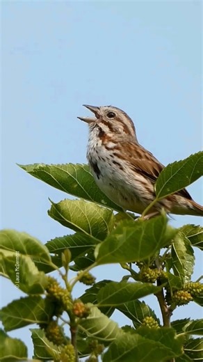 6.8K views · 240 reactions | Take a moment to listen to the sounds of a song sparrow.  This song sparrow was found singing at our Great Egret Marsh Preserve. Learn more about the preserve: https://www.nature.org/en-us/get-involved/how-to-help/places-we-protect/great-egret-marsh-preserve/?en_txn1=s_fbo.reg_mw.x.x  : Laura McDermott #ohionature | The Nature Conservancy in Ohio | Facebook