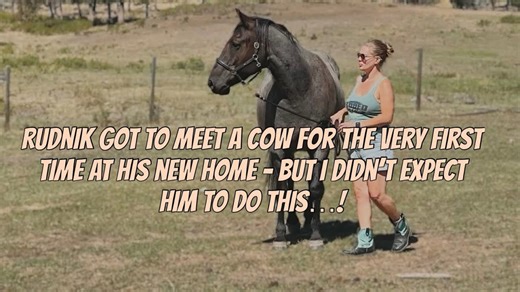 I’m Not Sure Who He Was Showing Off for More – the Mares or the Cow