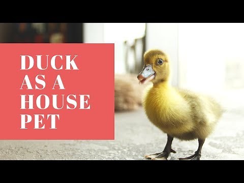 Can You Keep A Duck As A House Pet?