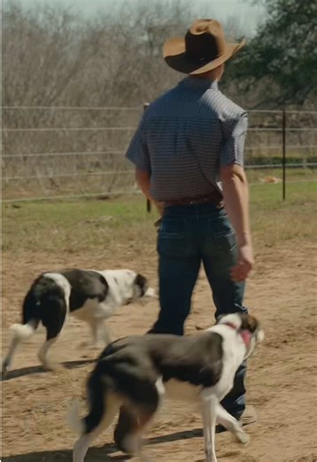 Zeke’s professional cow dogs. Watch full video on LFR YouTube! #LFR | cow dog