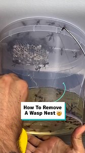 4.3M views · 8.6K reactions | The easiest and safest way to remove a wasps nest   | Craft Factory | Facebook