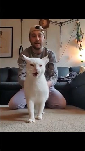 Cats&dogscompilation#1