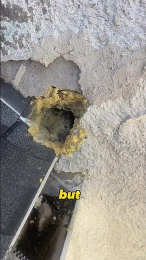Stop thinking spray foam insulation will solve wildlife problems!