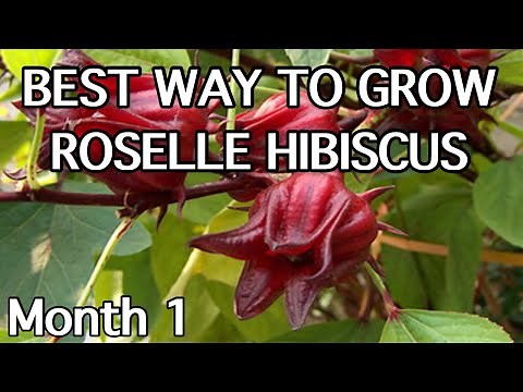 Growing ROSELLE HIBISCUS from seed | Planta de Jamaica