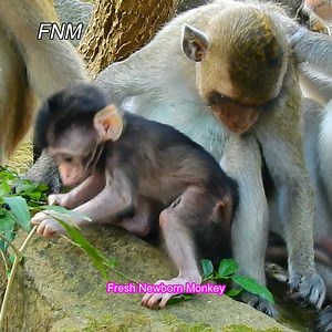 24 reactions | Little baby learn walking, Baby kidnap try to catch newborn, Fresh Newborn Monkey 2728 | Fresh Newborn Monkey | Facebook