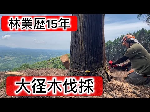 15 Years of Forestry Experience - Cutting Down a Massive Tree!