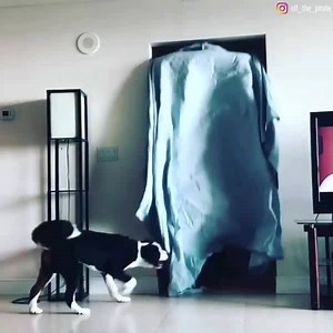 443K views · 4.1K reactions | We can’t get enough of these #whatthefluffchallenge videos: https://abc13.co/2N5thHu | ABC13 Houston | Facebook