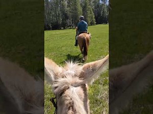Mammoth Donkey and Mustang riding in the Idaho wilderness.
