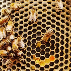 Raw honey health benefits: A superfood to manage blood sugar and cholesterol levels