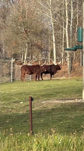 Watusi Cattle -Hear A Bull Mooing at the Toronto Zoo - African Breed of Domestic Cattle-Giant Horned