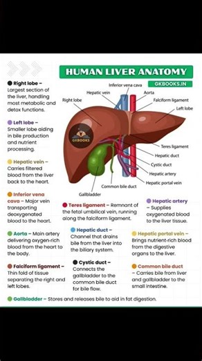 Anatomy of human liver #lobes of liver #shortvideo