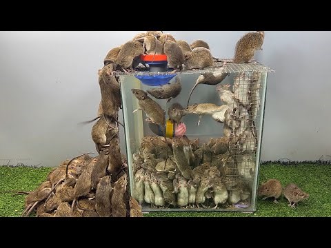 plastic ball mousetrap / how to trap mice with plastic balls / The world's best mousetrap