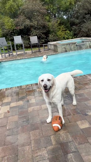 Storm warning issued One wet lab at the door One caught exiting the pool #dog #funny #pets #ldogs