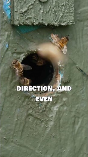 Bees dance to communicate distance 🐝 #funfacts #facts #fact #interestingfacts #learning
