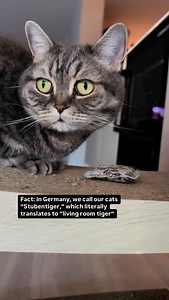 Fact: In Germany, we call our cats “Stubentiger,” which literally translates to “living room tiger.” Do you speak any other language which has a similar name for cats? | 2_Cats_2_Katzen