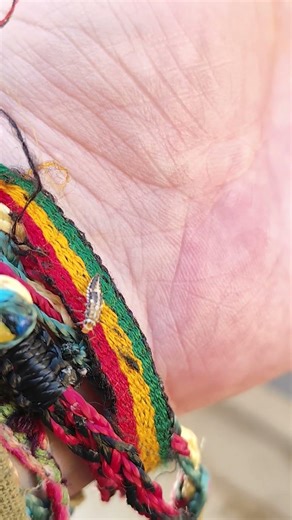 FESTIVAL de larvas de Harmonia axyridis Coccinellidae (Coleoptera) Joaninha Comum